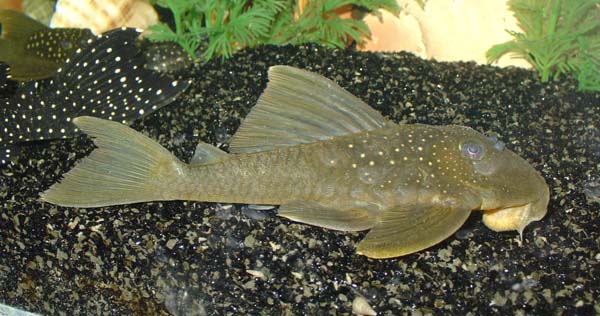 (Hemiancistrus) Род ХЕМИАНЦИСТРЫ 24 вида